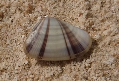 Donax denticulatus