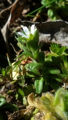 Cerastium pumilum