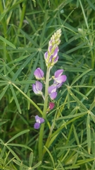 Lupinus truncatus