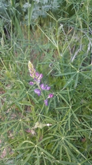 Lupinus truncatus
