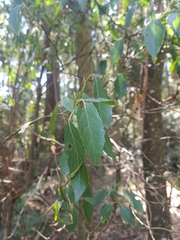 Hedycarya angustifolia
