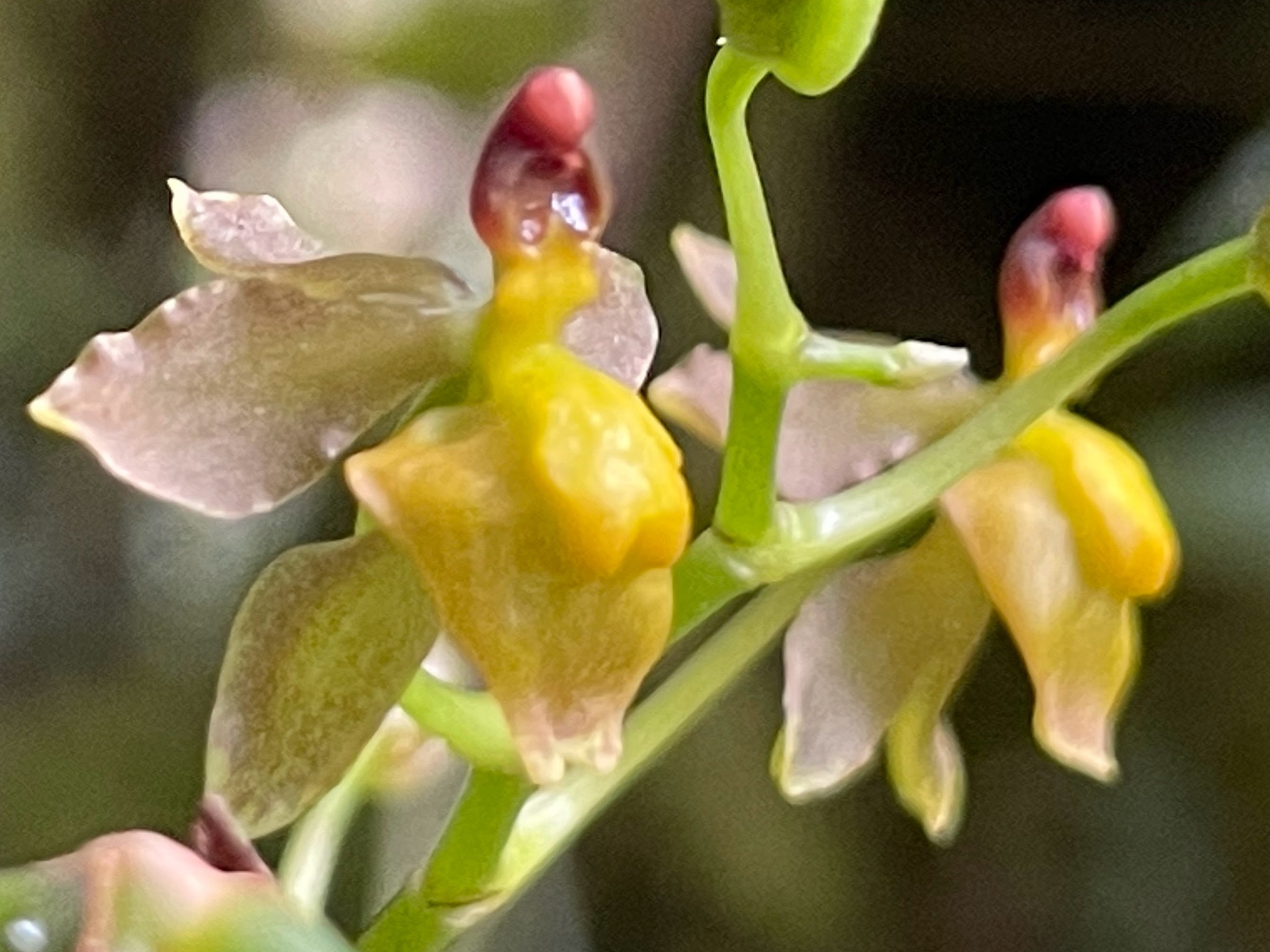 Cyrtochilum diodon (Rchb.f.) Kraenzl.