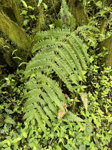 Pteris quadriaurita observed 2023-10-02