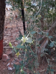 Cadaba fruticosa
