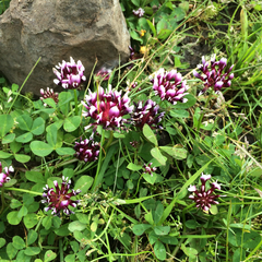 Trifolium variegatum