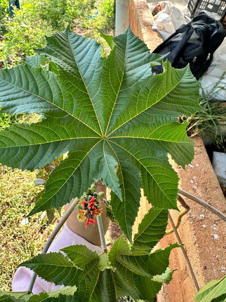 castor bean from Av. Rafael Casillas Aceves No. 1200, Centro
