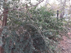 Cadaba fruticosa