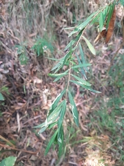 Pimelea axiflora