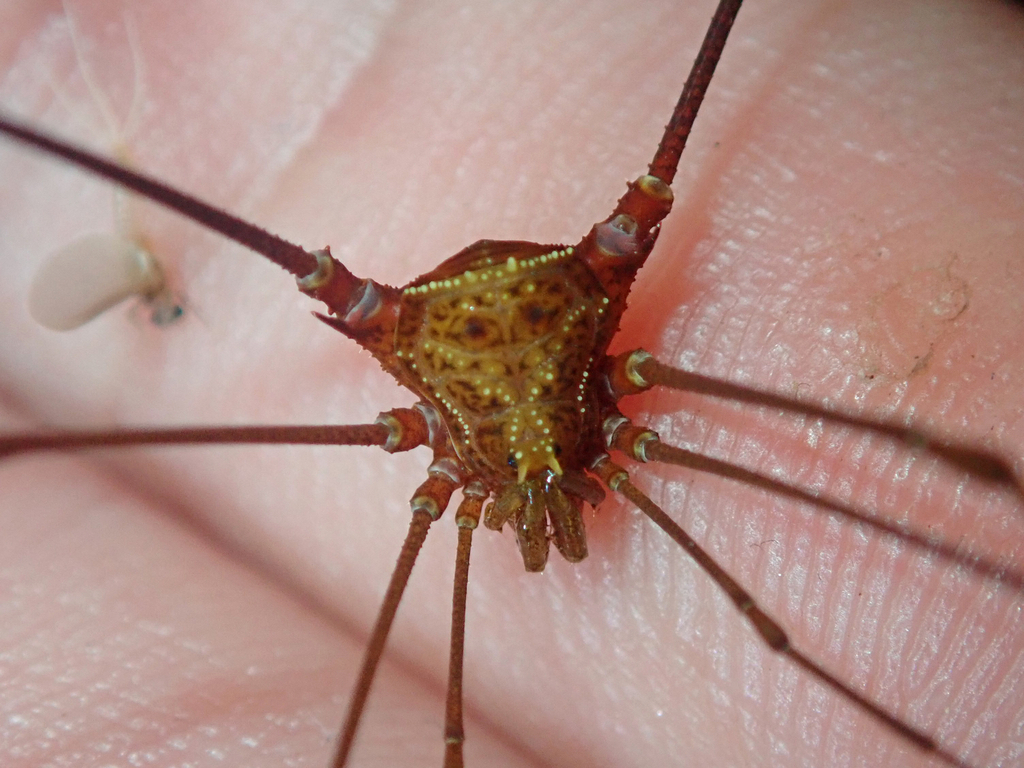 daddy longlegs