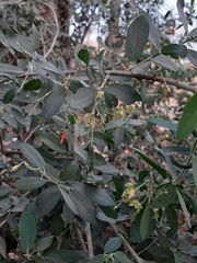 Cadaba fruticosa
