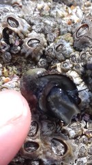Nerita funiculata