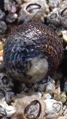 Nerita funiculata