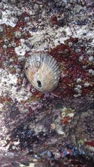 Fissurella virescens