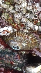 Fissurella virescens