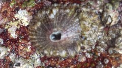 Fissurella virescens