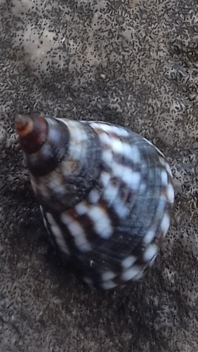Echinolittorina aspera