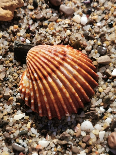 Prickly Cockle