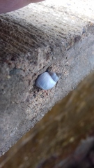 Echinolittorina modesta