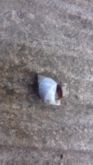 Echinolittorina modesta