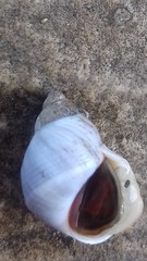 Echinolittorina modesta