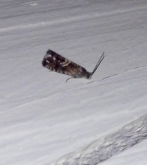 Grapholita interstinctana