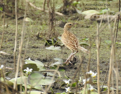 Cincloramphus cruralis