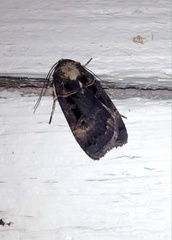 Pseudohermonassa tenuicula