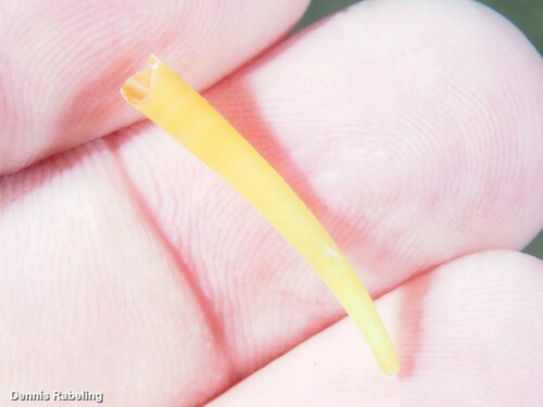 Representative image of Entalinidae