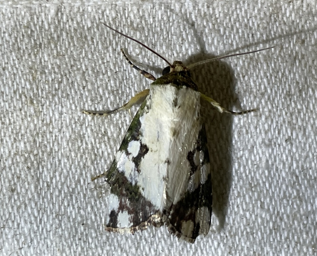 Acontia briola