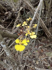Trichocentrum biorbiculare