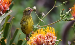 Crithagra scotops umbrosa