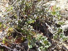 Acmispon argophyllus