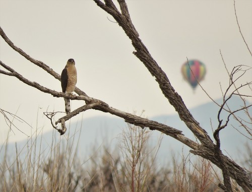 Cooper's Hawk photographed in New Mexico