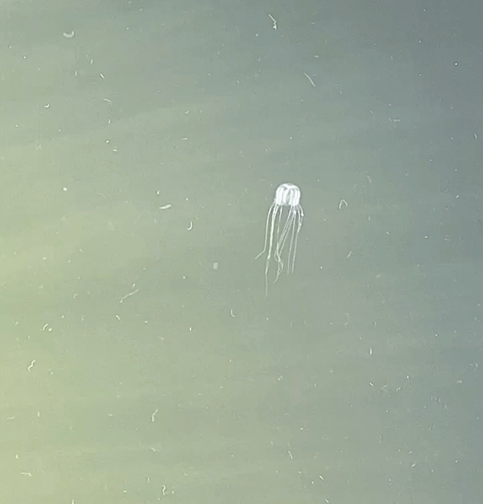 Mangrove Box Jelly from Royal Palm Island, Hollywood, FL, US on October