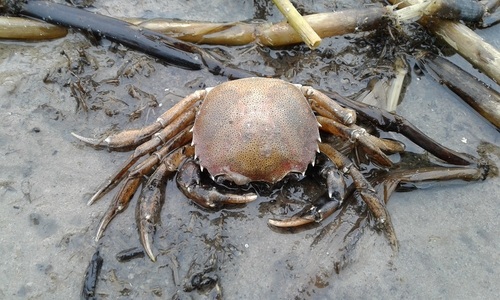 Zilchiopsis collastinensis