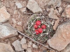 Escobaria missouriensis