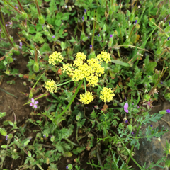 Lomatium utriculatum