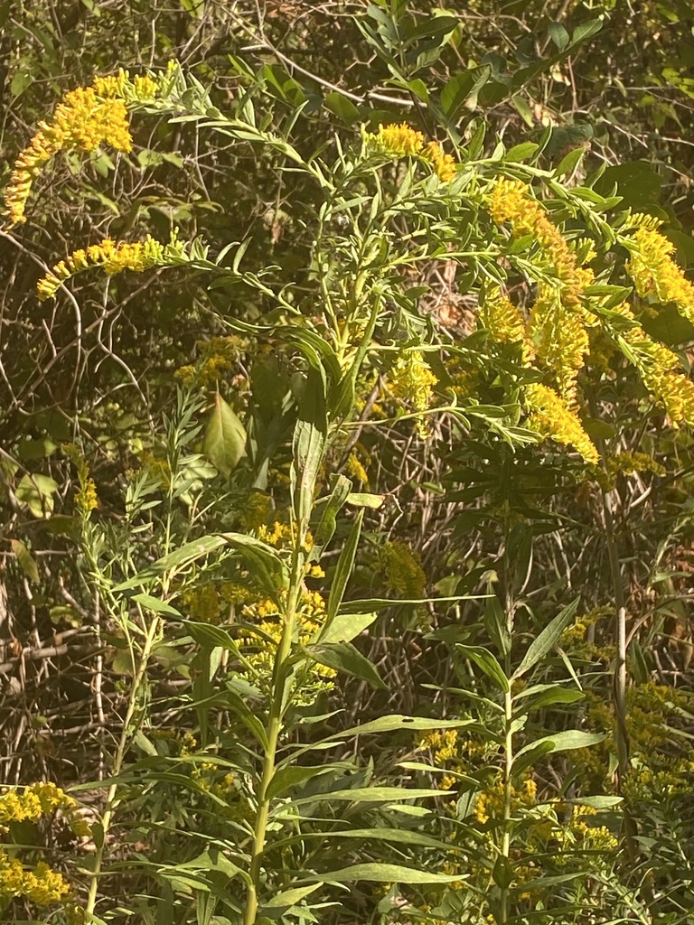 tall goldenrod from Carrollton, TX, US on October 20, 2023 at 10:34 AM ...