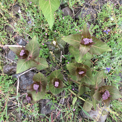 Asclepias cordifolia