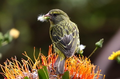 Crithagra scotops umbrosa