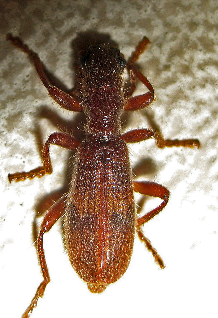 Cymatodera vandykei