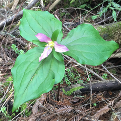 Trillium ovatum ovatum