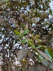 Ixora pavetta