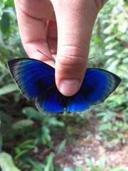 Prepona hewitsonius