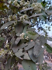 Ixora pavetta