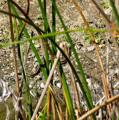 Thamnophis elegans