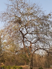 Cassia fistula