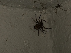 Selenops malinalxochitl