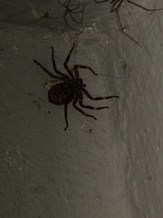 Selenops malinalxochitl