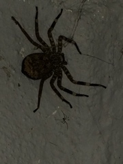 Selenops malinalxochitl